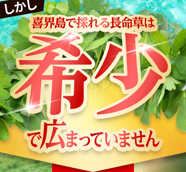 しかし喜界島採れる長命草は希少で広まっていません